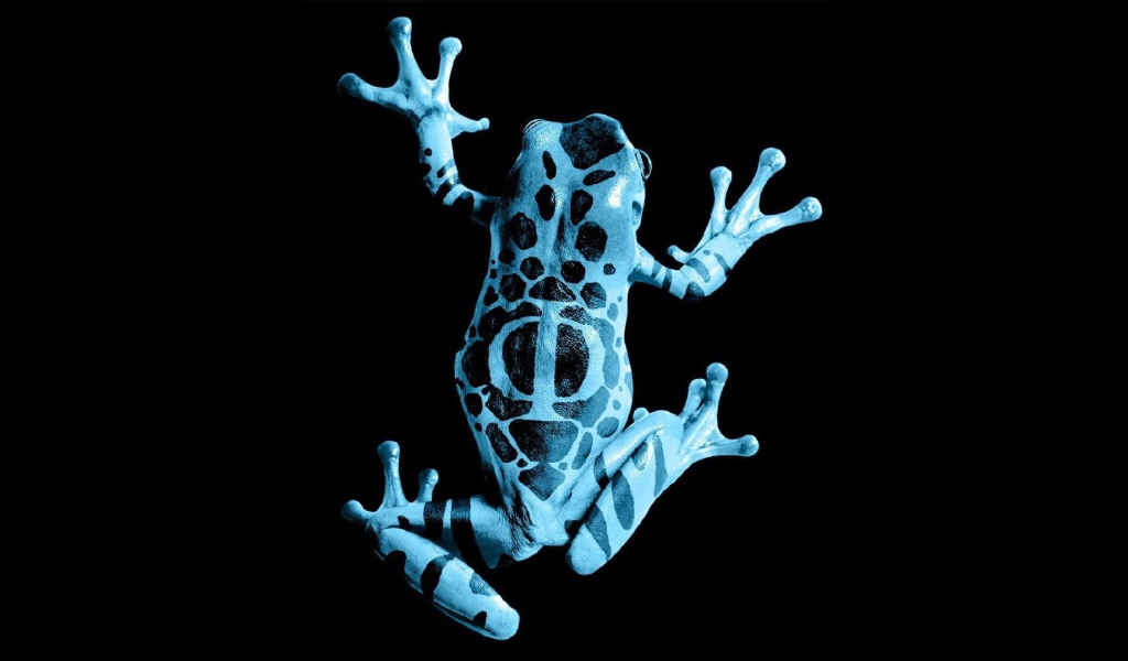 Голубая лягушка на черном фоне