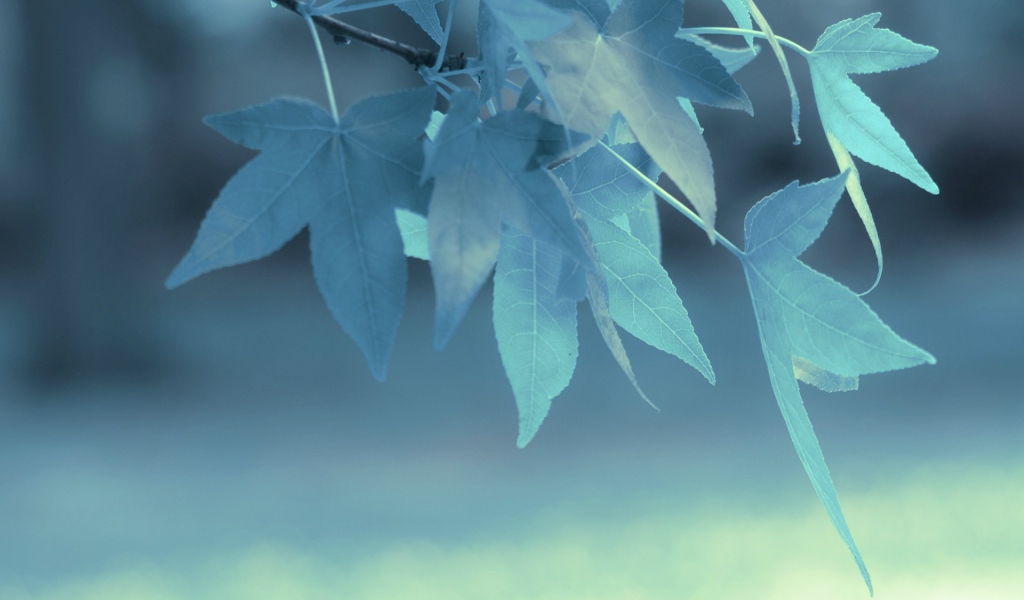 Голубые листья на дереве