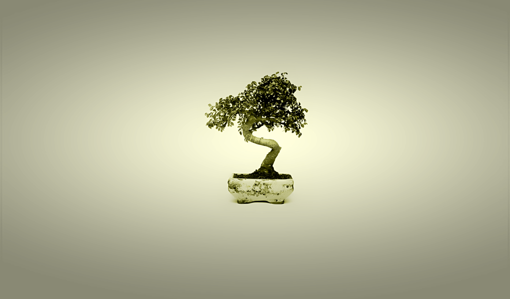 Бонсай в горшке, серый фон