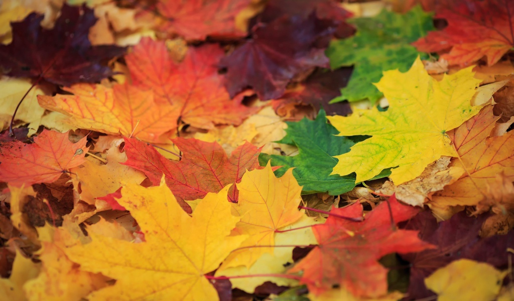 Опавшая листва с деревьев, фон