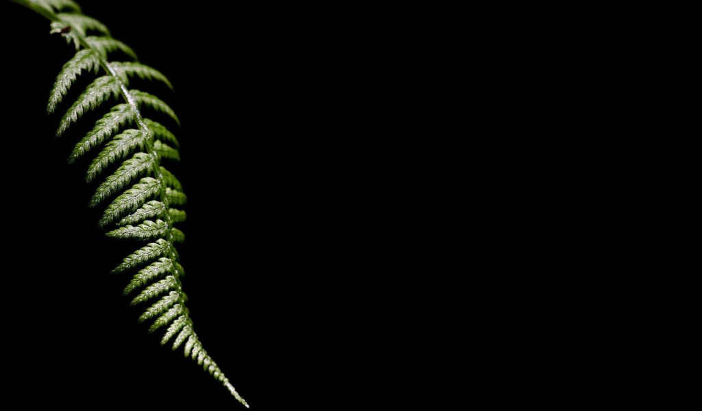 Лист папоротника, черный фон