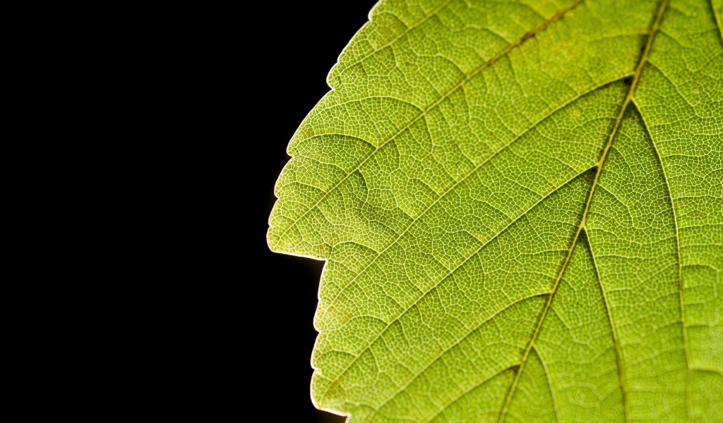 Зеленый лист и черный фон