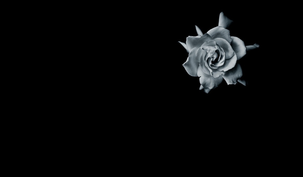 Серая роза на черном фоне
