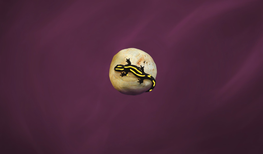 Ящерица на камне, фиолетовый фон