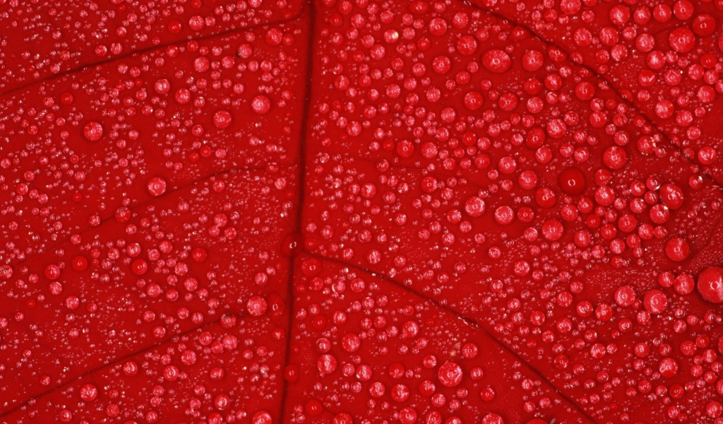 Влага на красном листе, фон