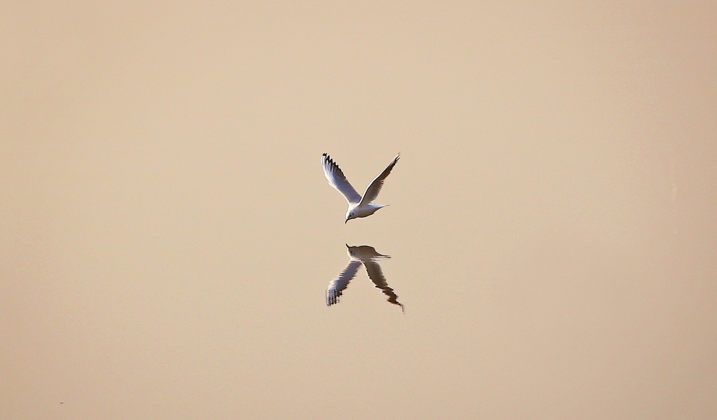 Чайка отражается в воде, светлый фон