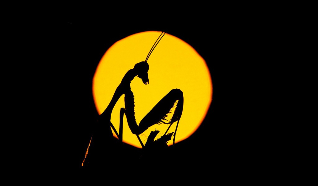 Силуэт насекомого на желтом фоне