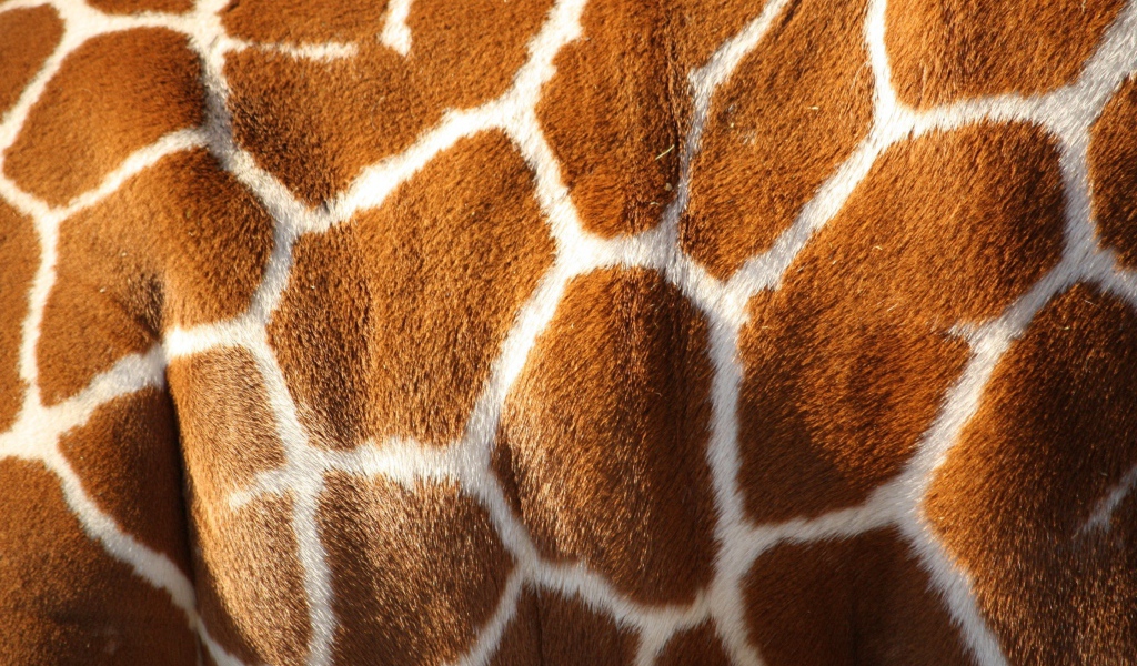 Шкура жирафа, текстура