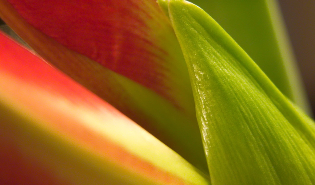 Фон из листьев