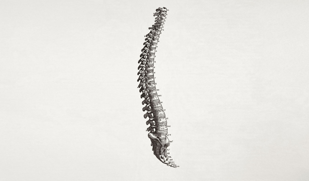 Кости позвоночника, серый фон