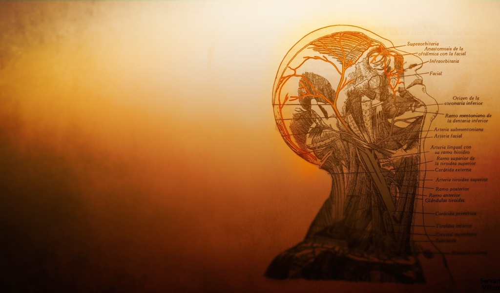 Устройство сосудов головы в человеческом теле