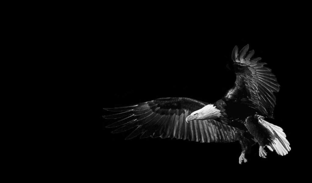 Орел, черный фон