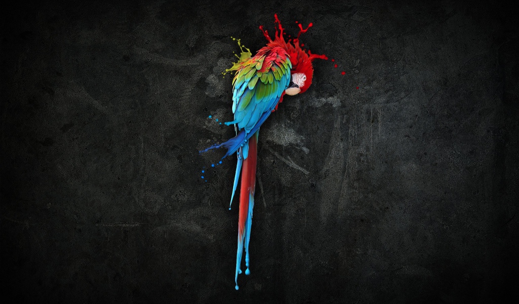 Попугай, черный фон