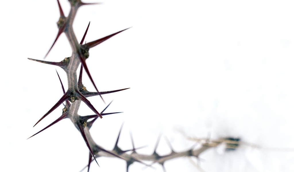 Колючка на белом фоне