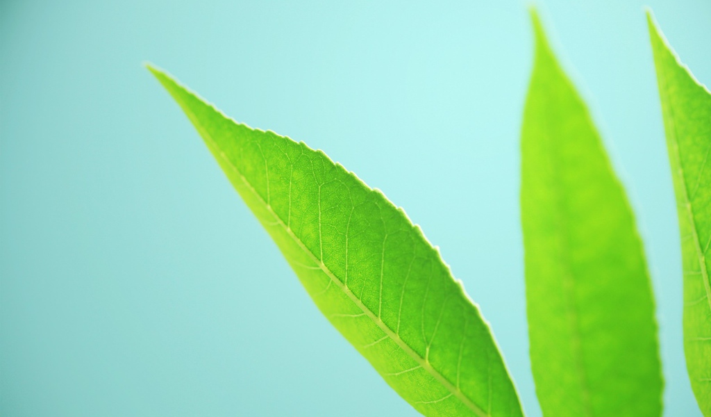 Три зеленых листика на голубом фоне