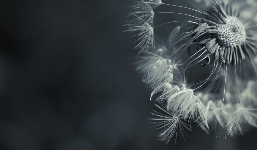 Зонтик засохшего одуванчика, серый фон