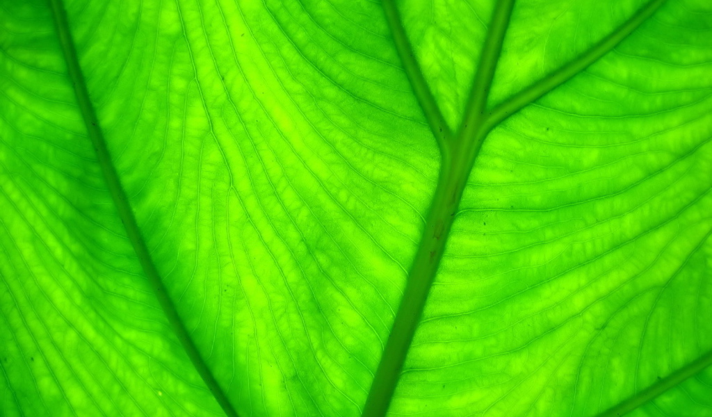Прожилки листа растения