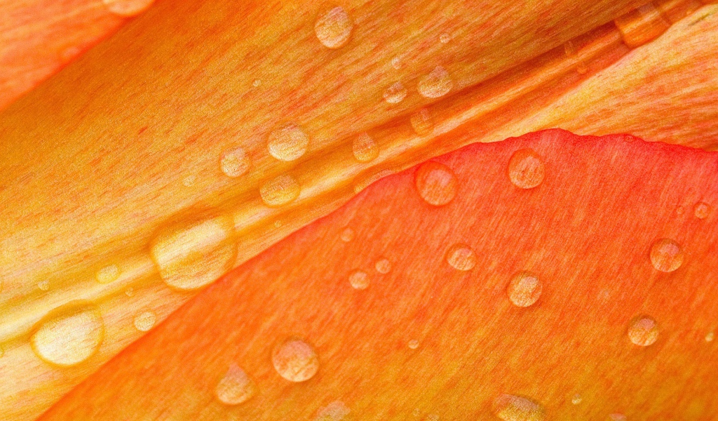 Капли воды на лепестках, оранжевый фон