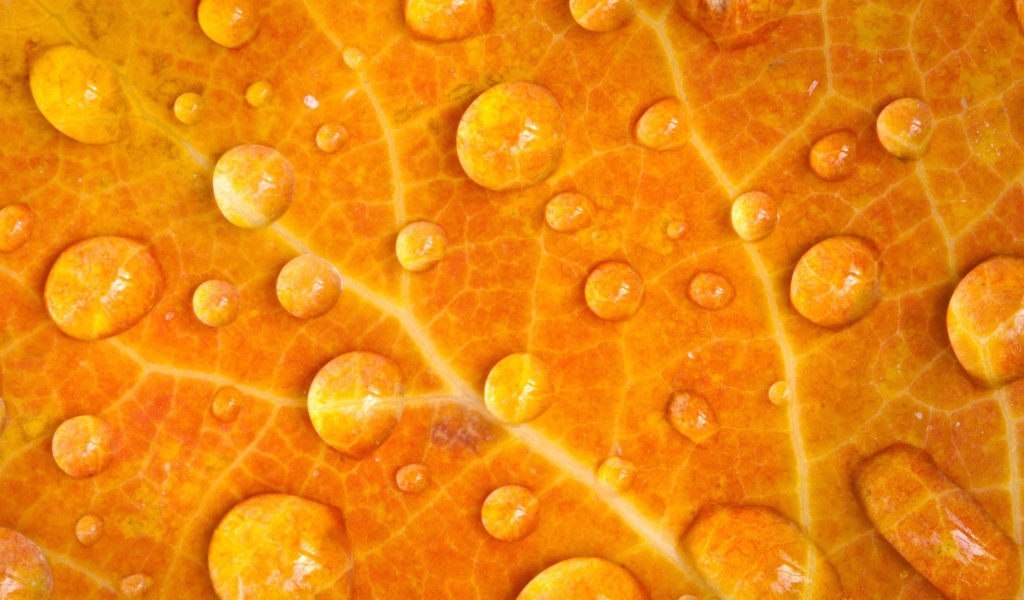 Мокрый желтый лист, фон