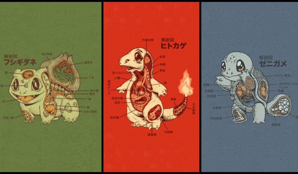 Анатомия разных покемонов