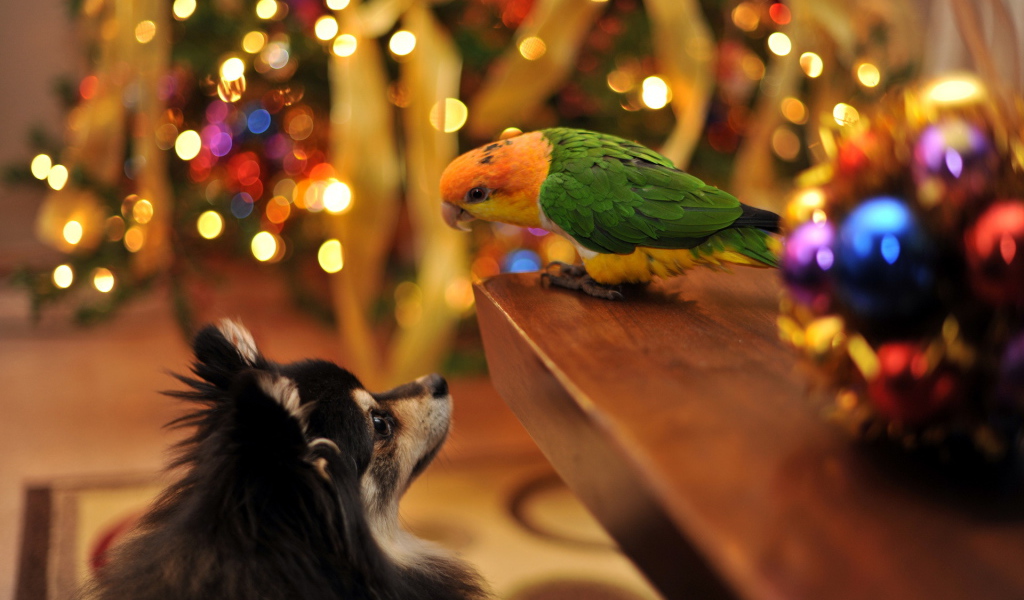 Собака и попугай встречают Рождество