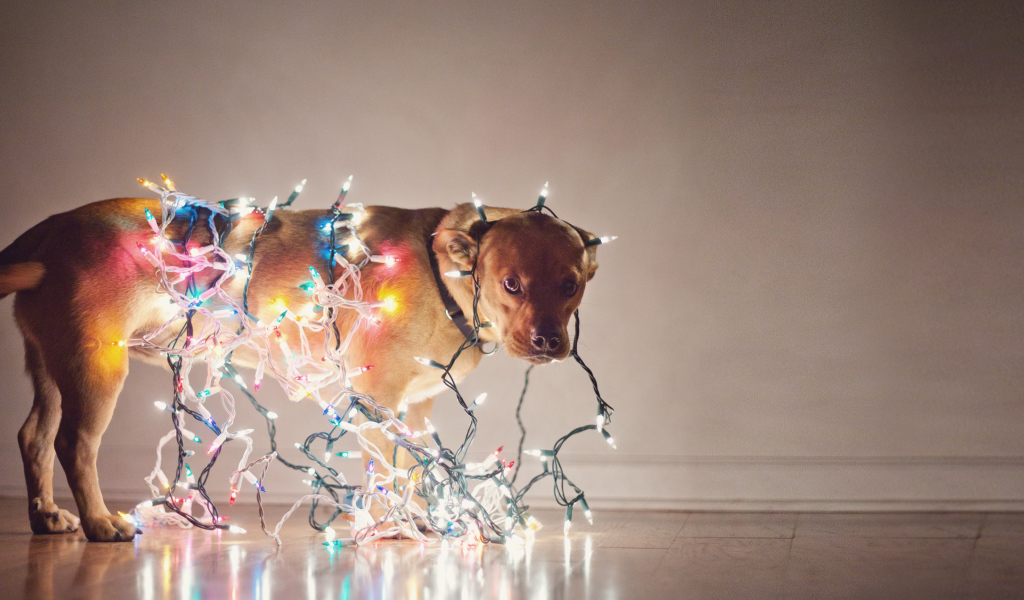 Собака обвешенная гирляндами