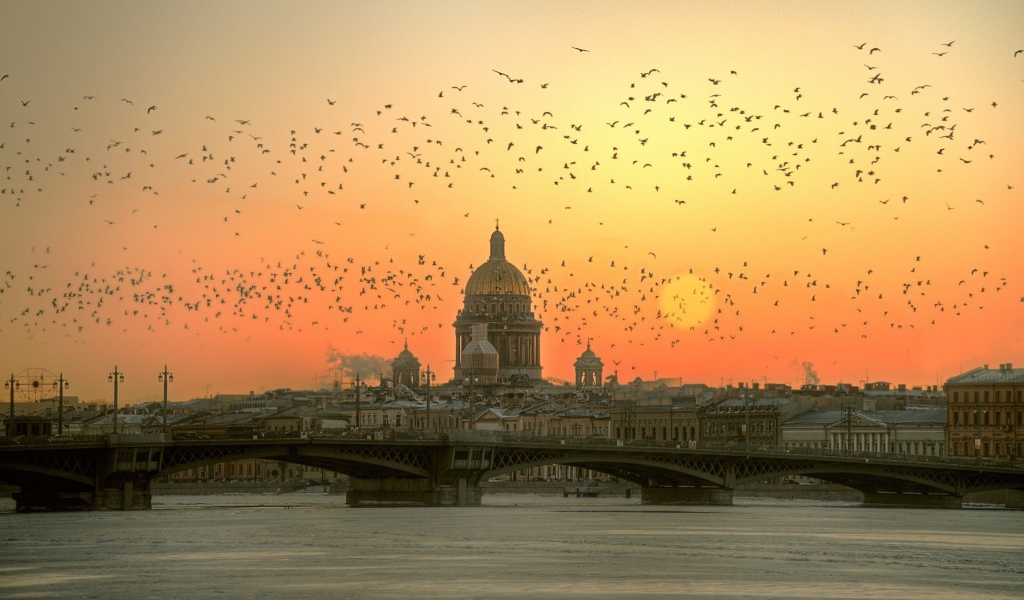 Стая птиц над Невой