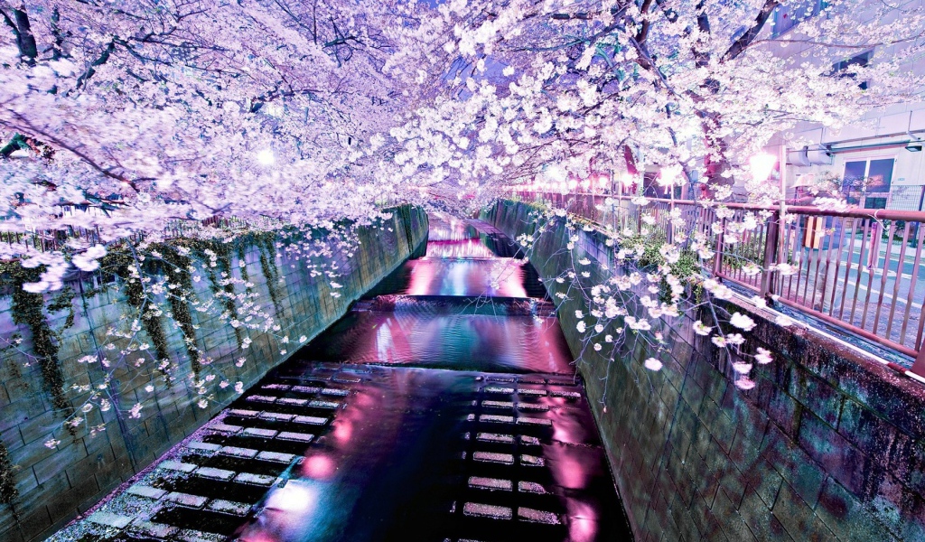 Цветущие деревья над рекой