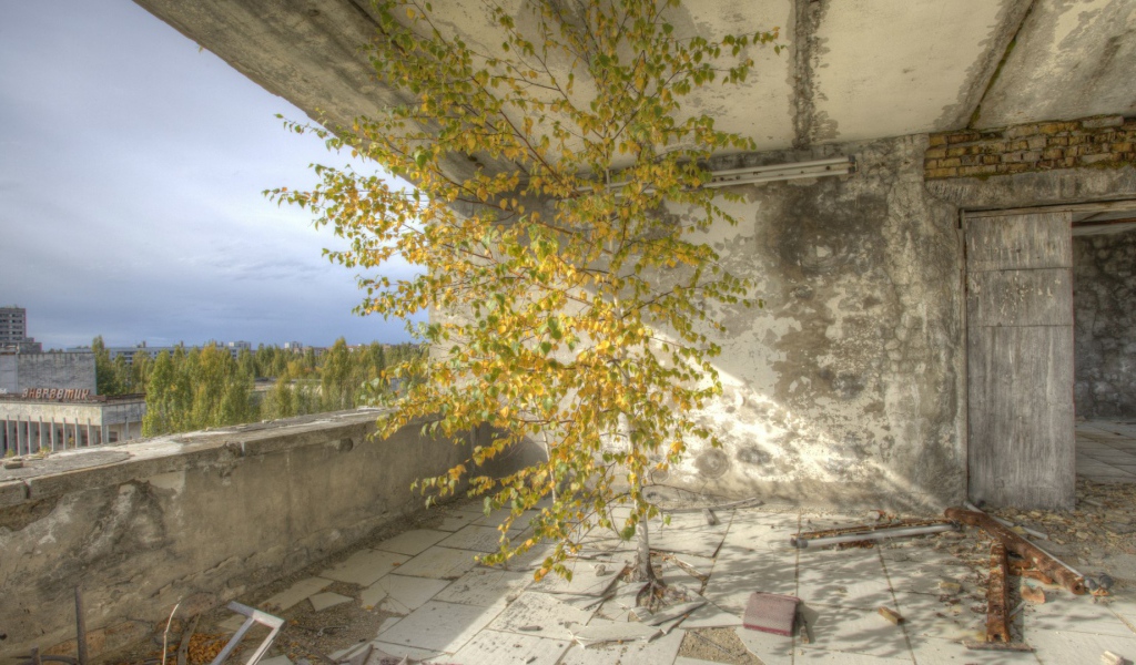Дерево внутри здания в Припяти