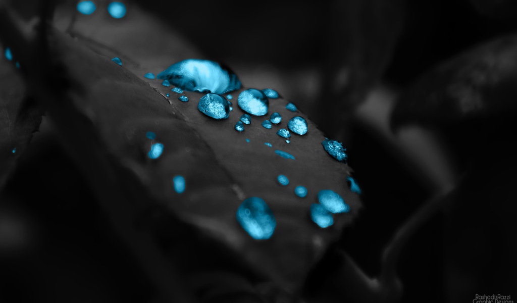 Голубые капли на черном листе