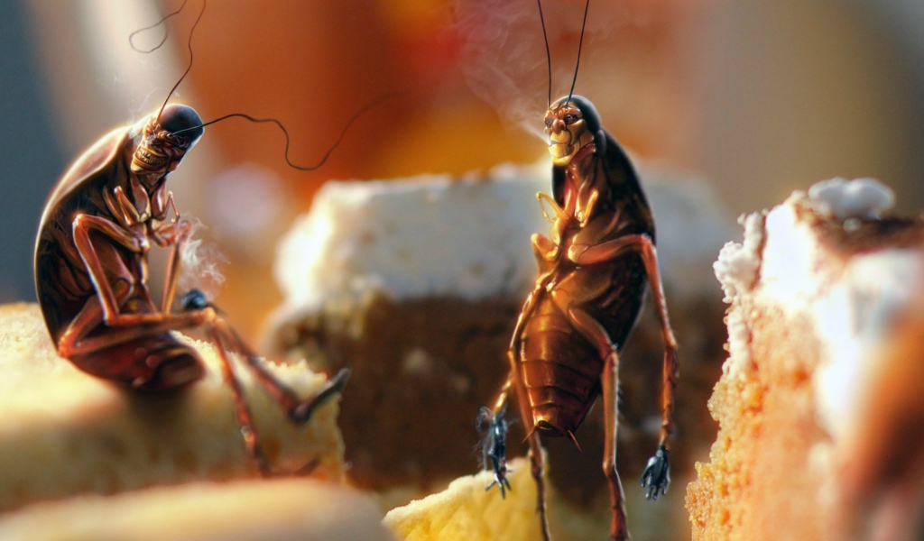 Тараканы рабы вредной привычки