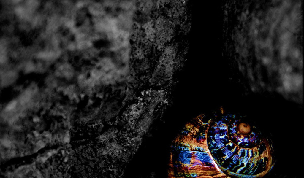 Разноцветная ракушка