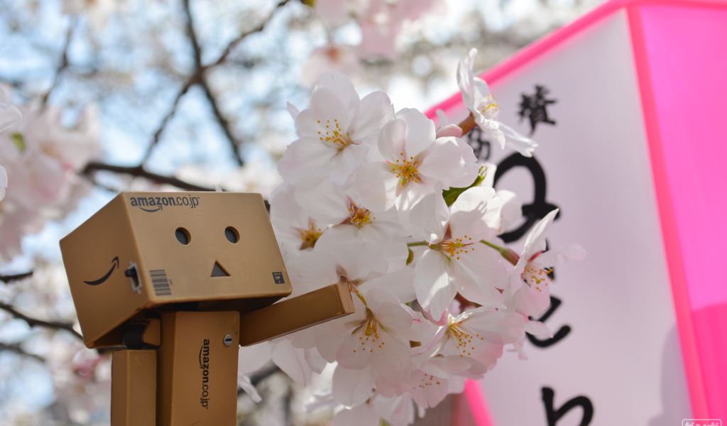 Дандо и цветущая вишня