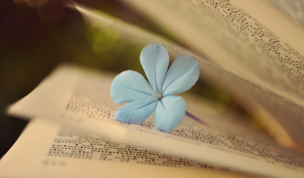 Нежный цветок среди страниц книги