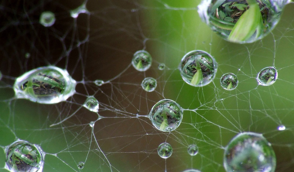 Капли на паутине