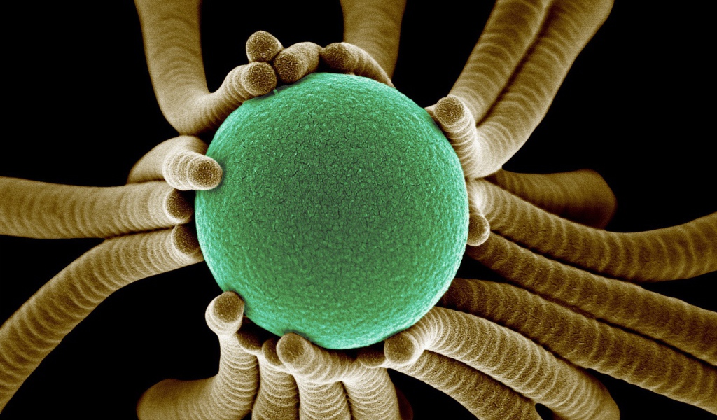 Жизнь маленьких бактерий