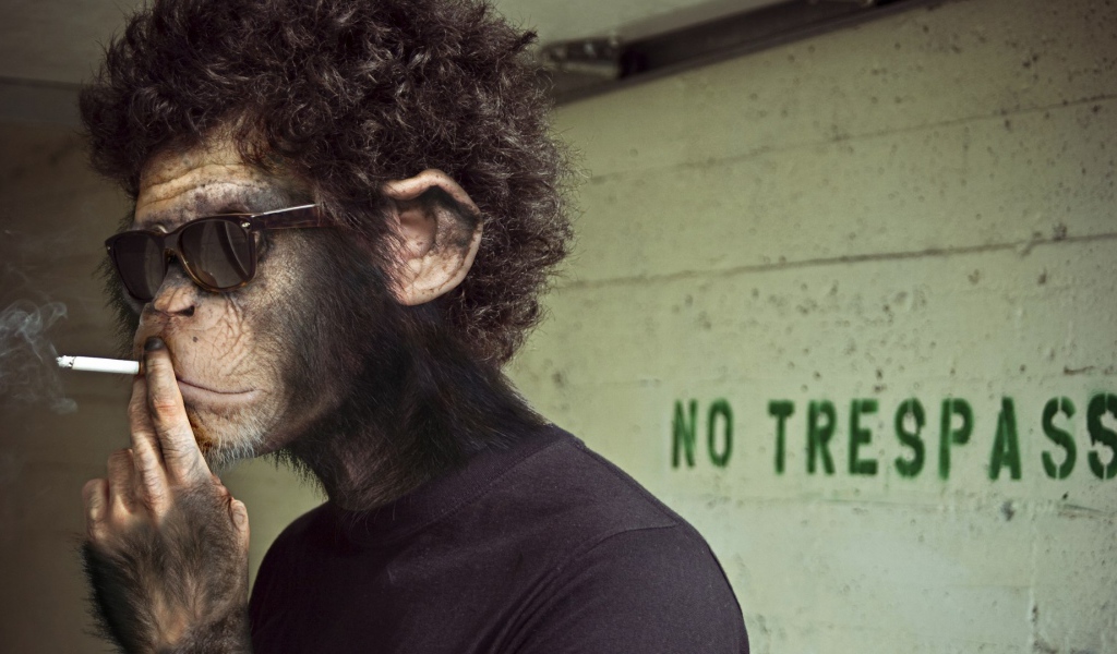 Обезьяна курит сигарету