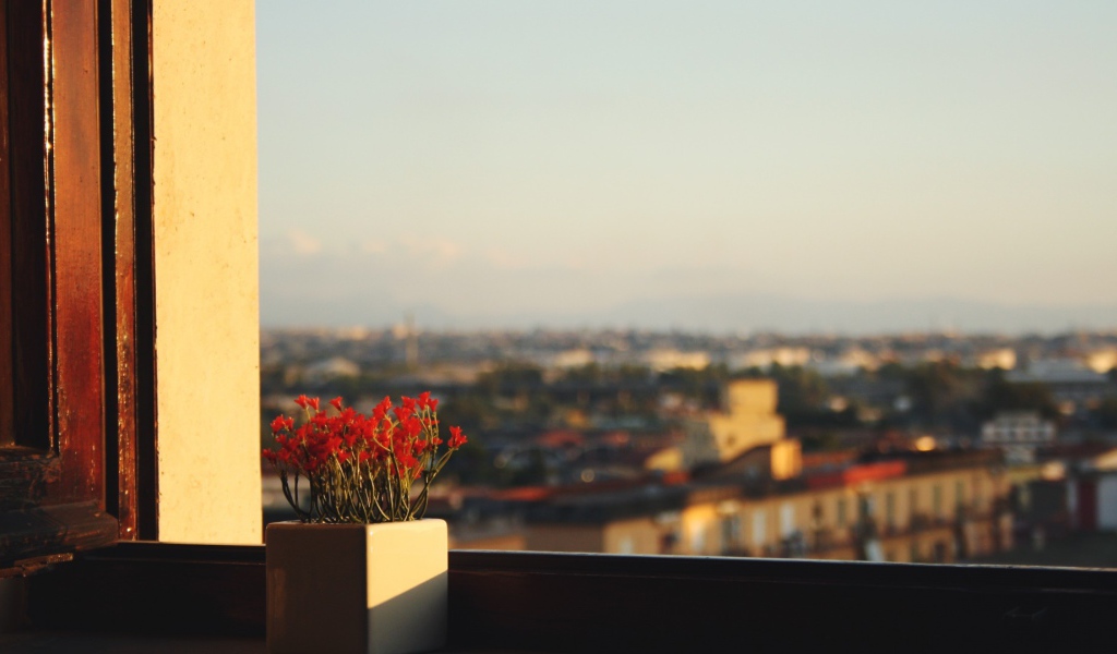 Горшок с красными цветами на подоконнике