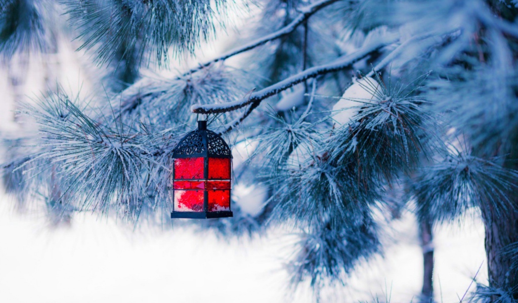 Красный фонарик на еловой ветке