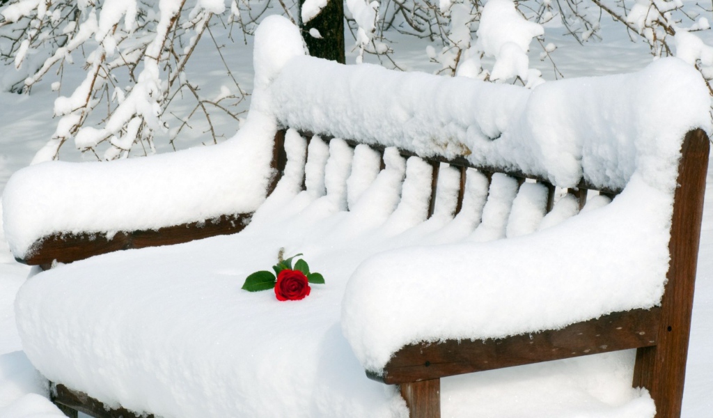 Роза на заснеженной скамье