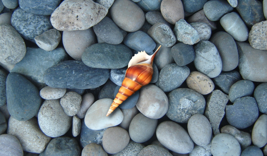 Ракушка на синих камнях