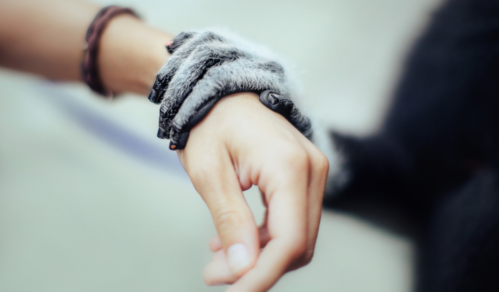 Рука животного на руке человека