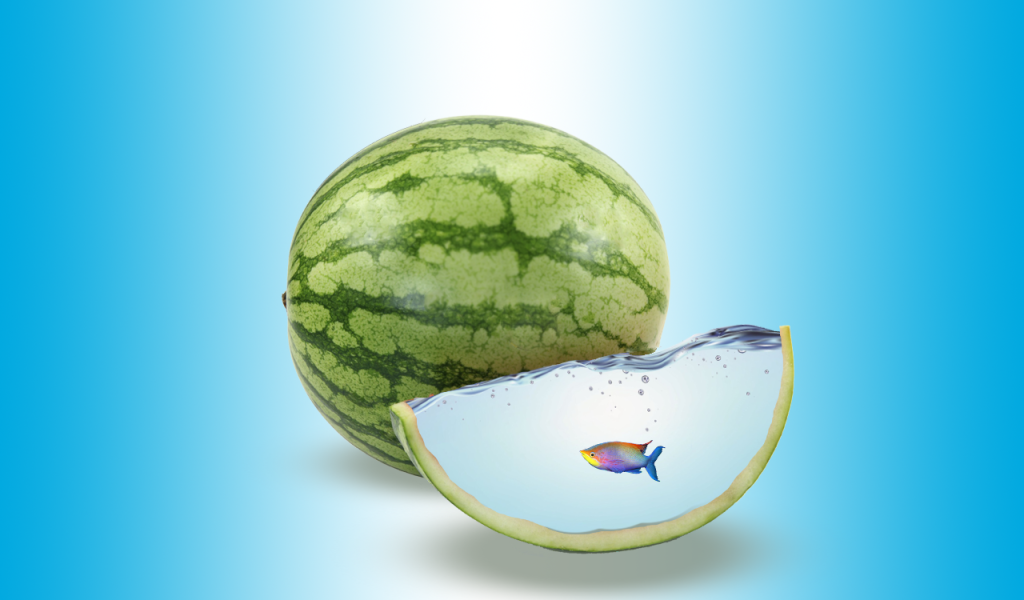 Watermelon as an aquarium