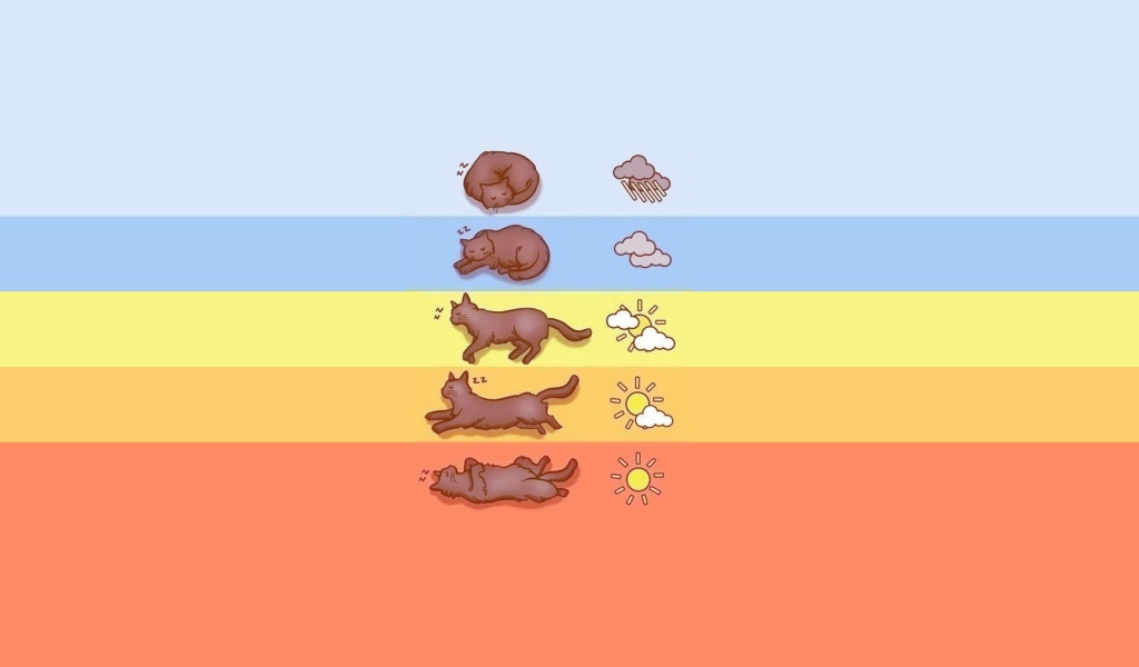 Прогноз погоды по коту