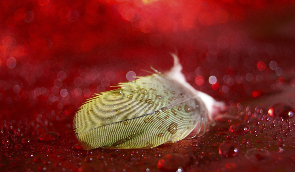 Мокрое перо на красной поверхности