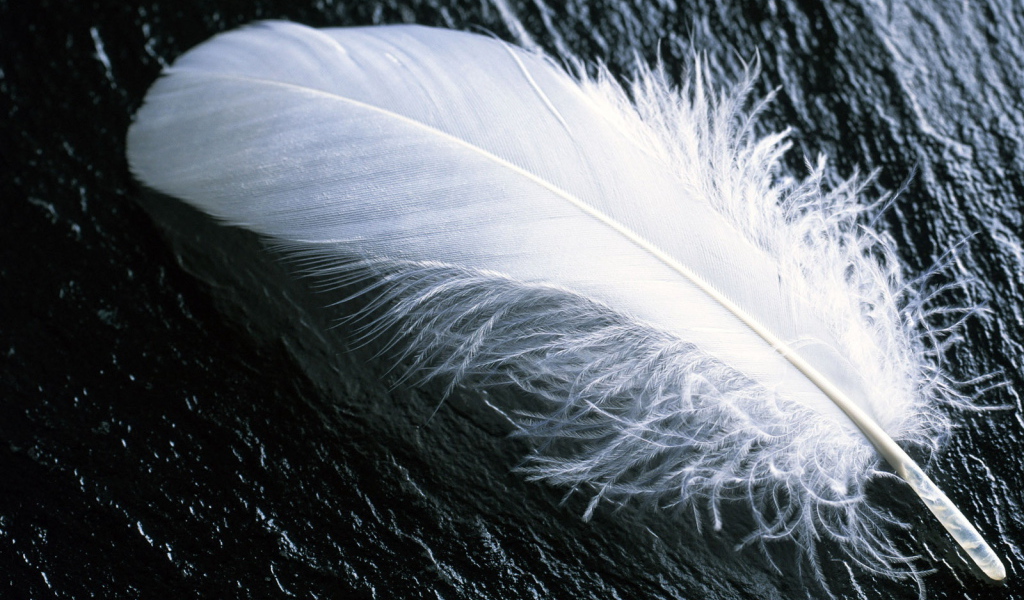 Белое перо на черном камне