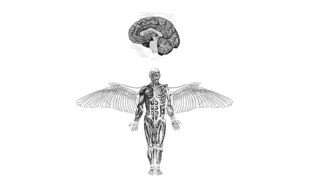 Анатомия летающего человека