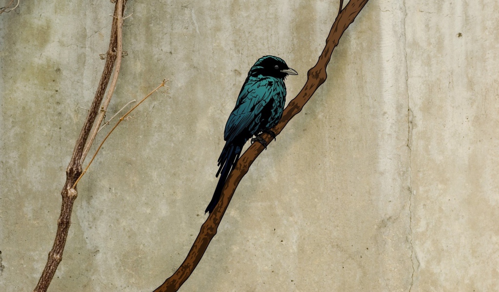 Грач на ветке, рисунок на пергаменте