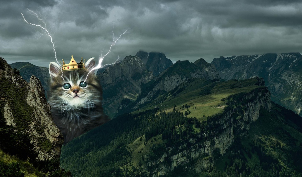 Кот в короне среди гор