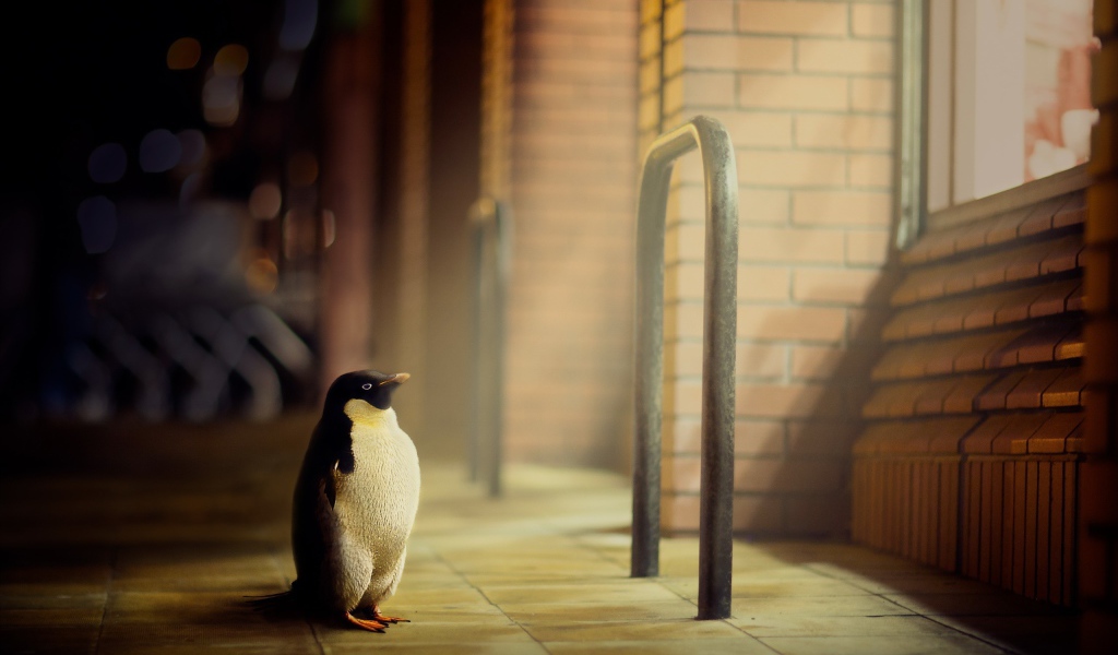 Пингвин стоит у окна